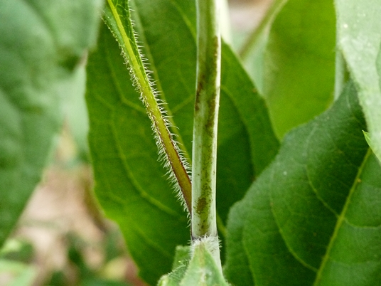 {Silphium trifoliatum}